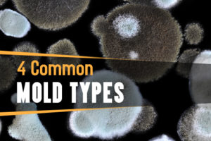 Common Mold Types